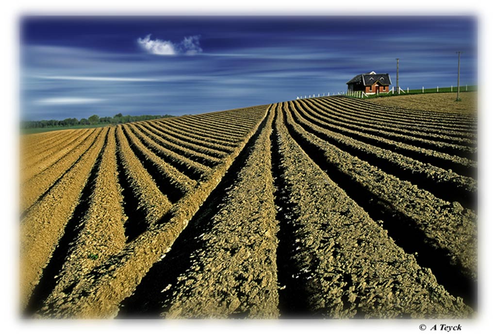 photo "Lines in the field" tags: landscape, spring