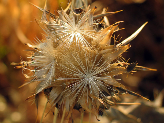 photo "fluffy prickly" tags: misc., 