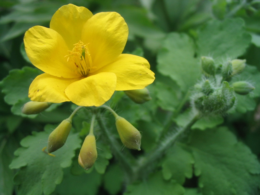 photo "****" tags: nature, flowers