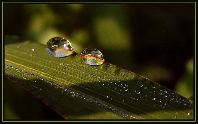 фото "pearl" метки: разное, природа, 