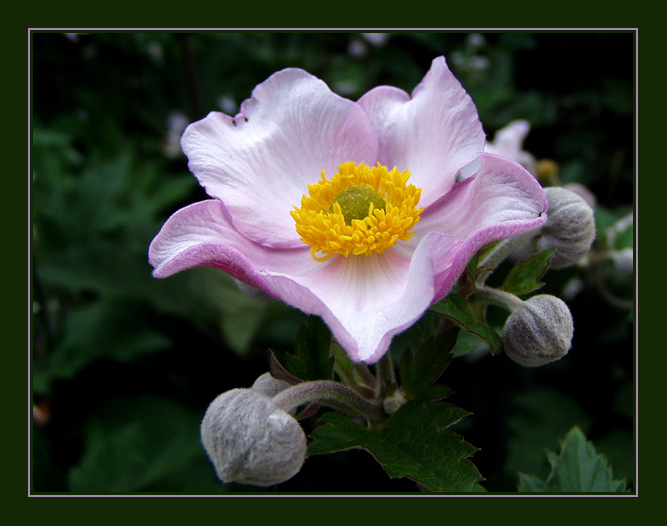 photo "For you" tags: macro and close-up, nature, flowers