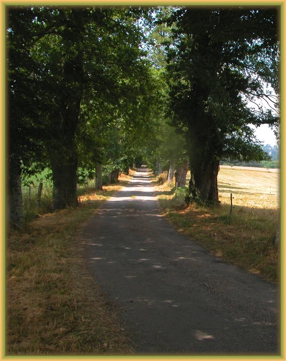 photo "Let us walk in silence..." tags: landscape, nature, flowers, summer