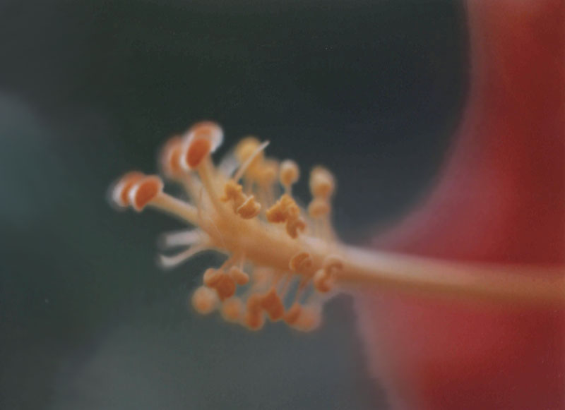 photo "simple beauty" tags: macro and close-up, nature, flowers