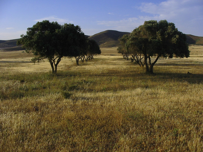 photo "Trees" tags: travel, Europe