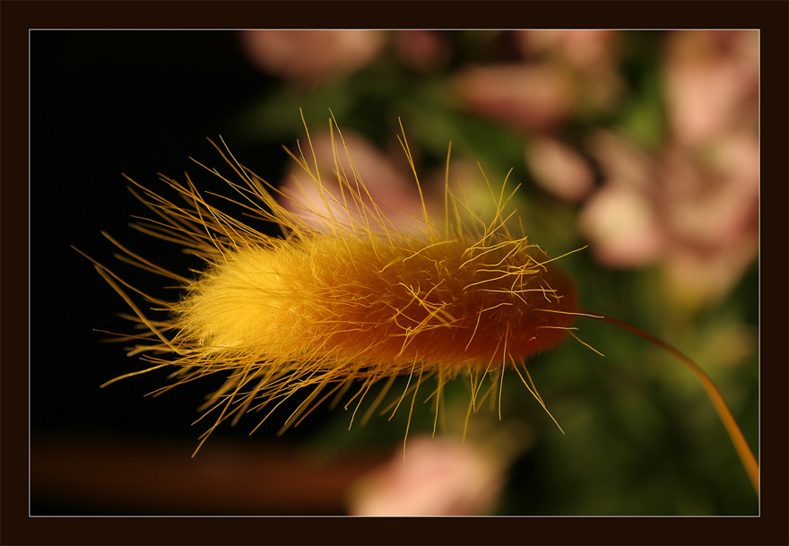 photo "***" tags: still life, 