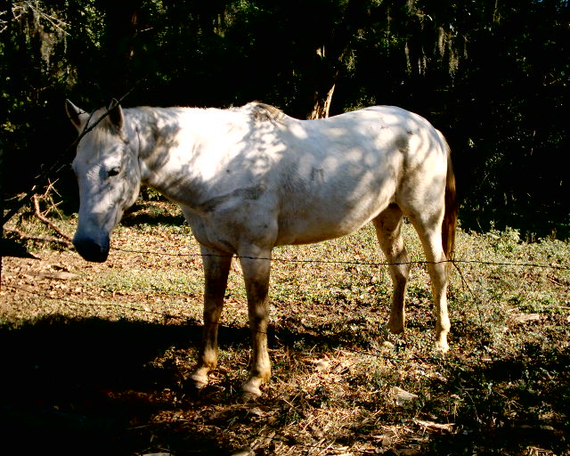 photo "Cavalo" tags: misc., 