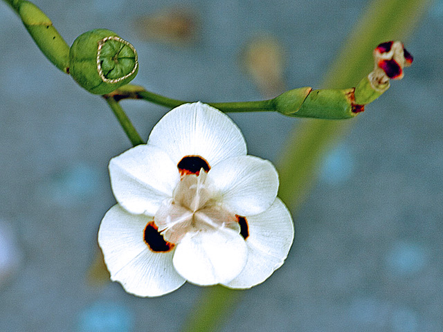 photo "Flower and Buds" tags: misc., nature, flowers