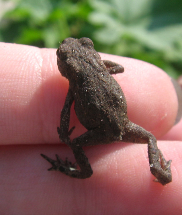 photo "crazy frog" tags: nature, macro and close-up, 