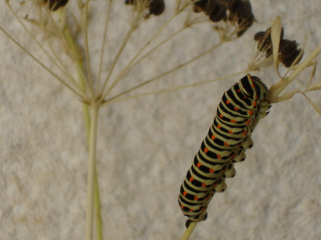 photo "catterpilar" tags: nature, insect