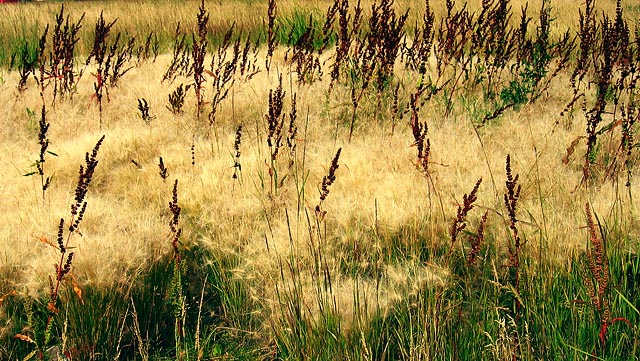 photo "Fuzzy Wuzzy Weeds" tags: nature, flowers