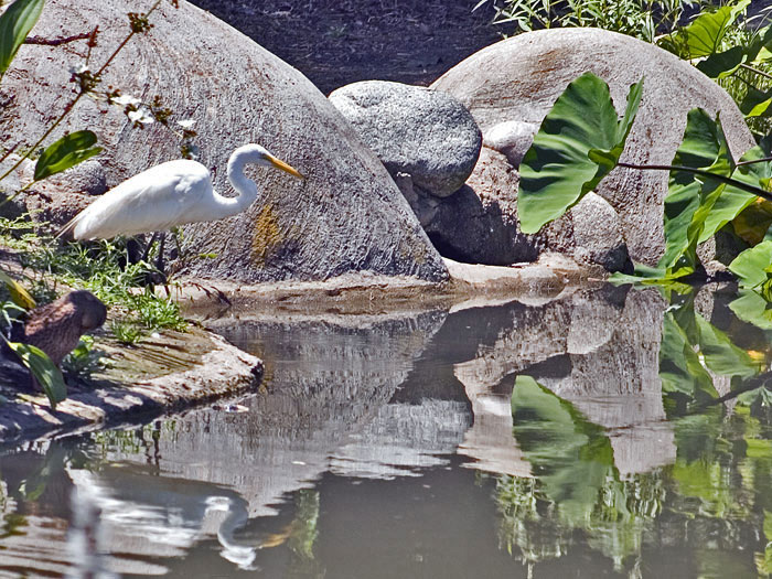 фото "Lake and Crane bird" метки: разное, природа, 