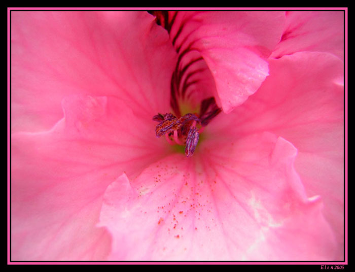 photo "pink#1" tags: macro and close-up, nature, flowers