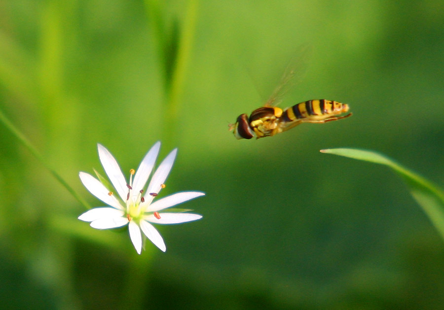 photo "I see the purpose!" tags: macro and close-up, nature, insect