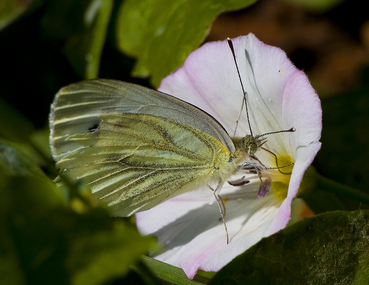 photo "We work" tags: macro and close-up, nature, insect