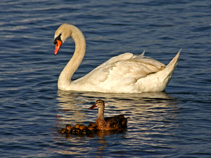 фото "Majestic Mute Swan" метки: разное, природа, домашние животные