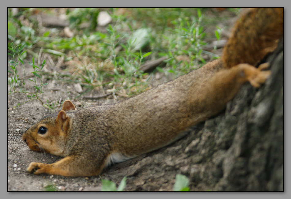 photo "When temperature is higher, than 37C." tags: nature, portrait, wild animals