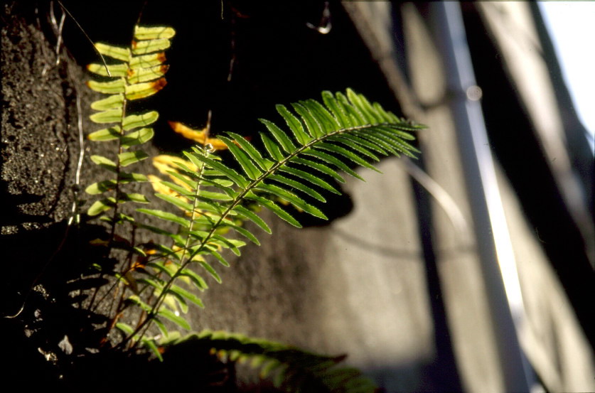 photo "backlighting" tags: travel, nature, Asia, flowers