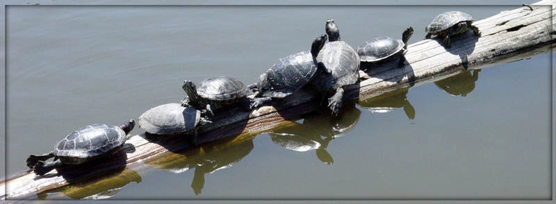 photo "Sunbathing...." tags: nature, wild animals