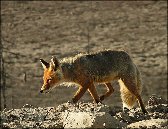 photo "Looking for Something to Eat" tags: nature, wild animals