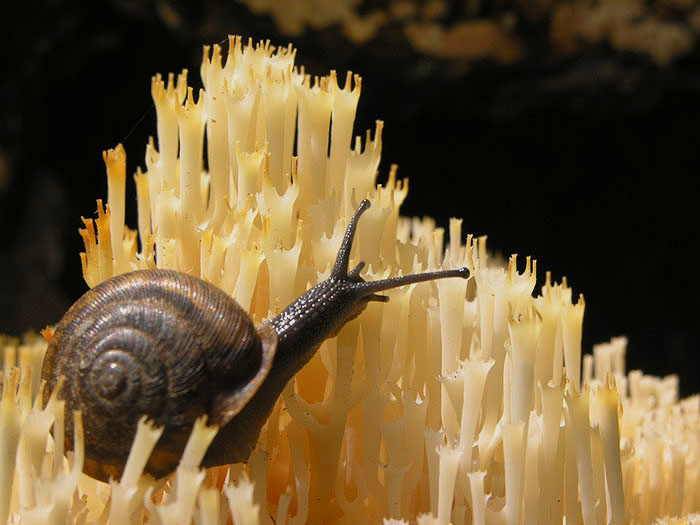 photo "Snail on fungus" tags: macro and close-up, nature, 