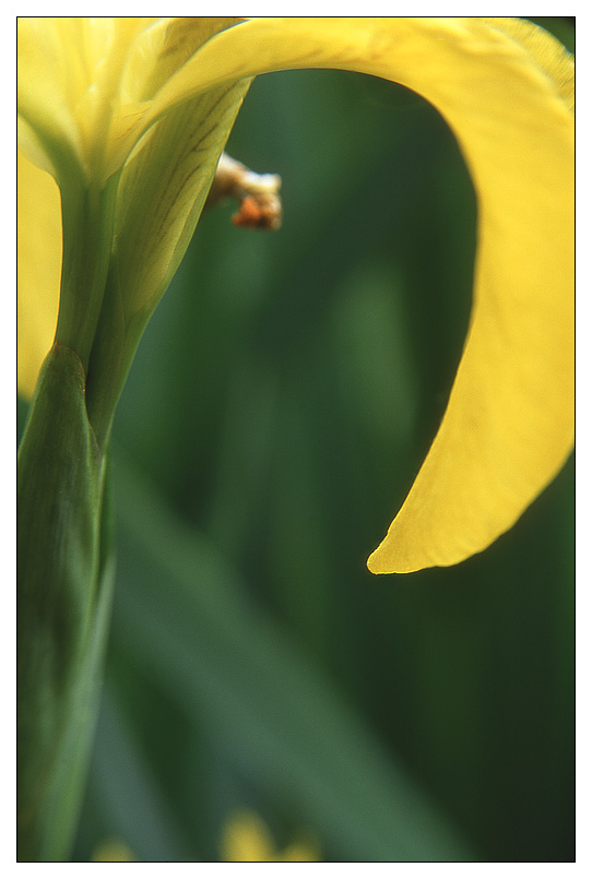 photo "***" tags: macro and close-up, 