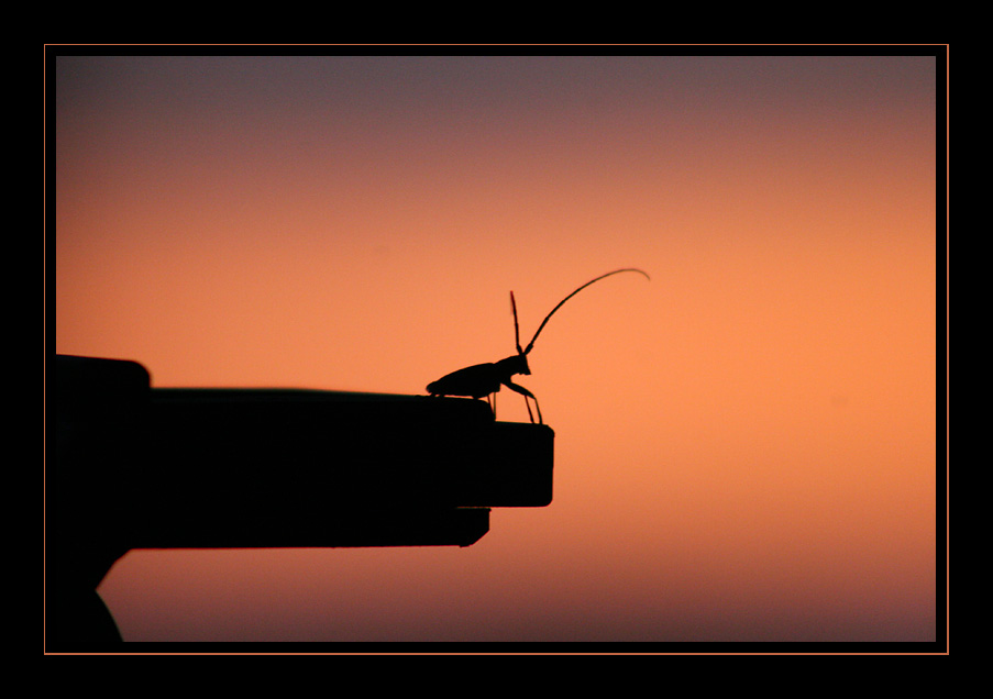 фото "El insecto..." метки: природа, пейзаж, закат, насекомое