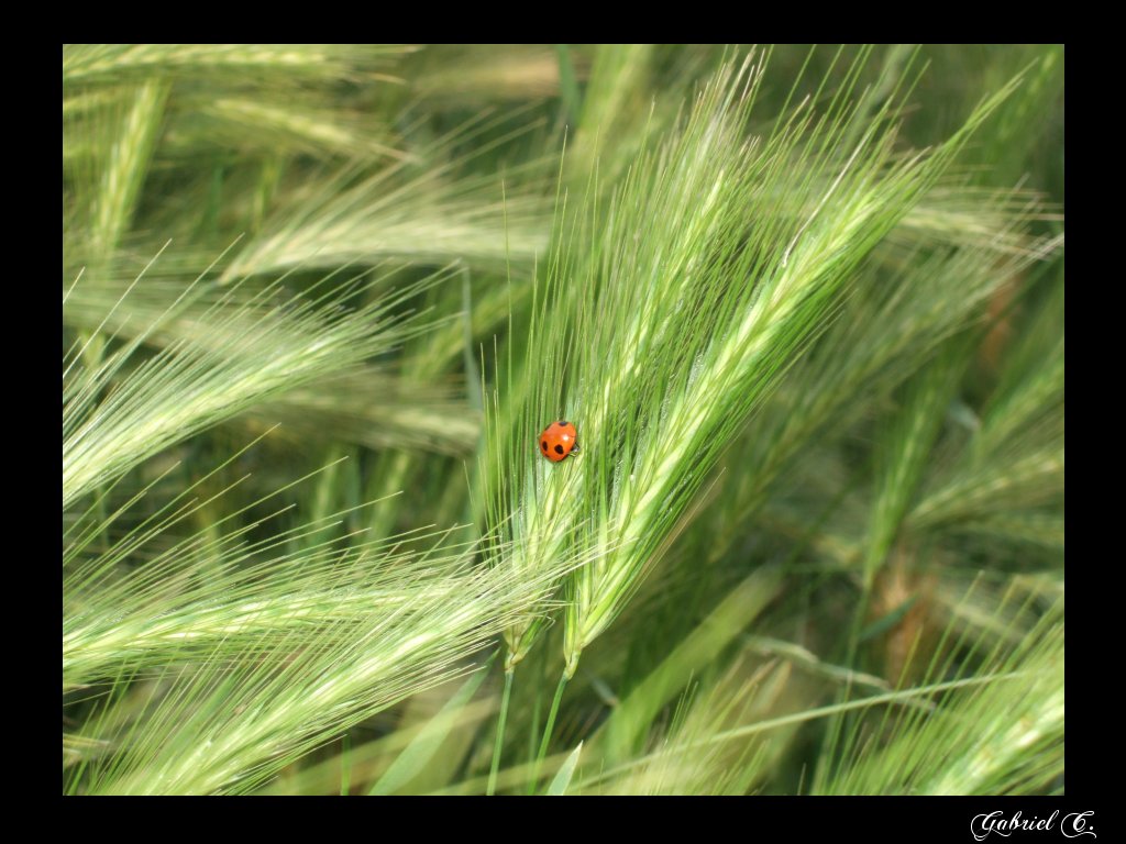 photo "coccinelle" tags: macro and close-up, nature, insect