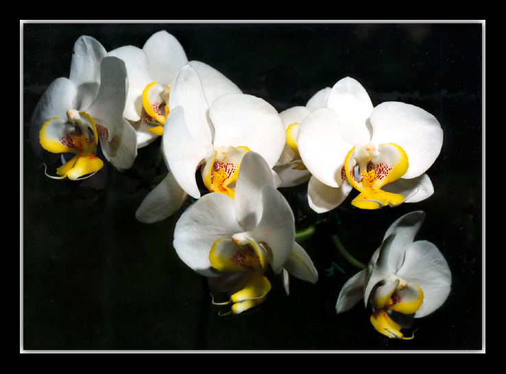 photo "White orchid" tags: nature, flowers