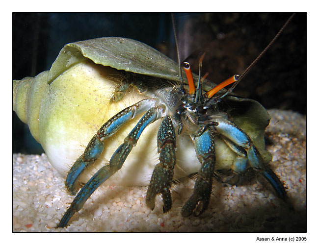 photo "Hermit crab" tags: nature, macro and close-up, wild animals