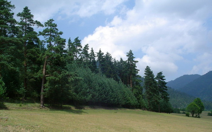 photo "Edge of Forest" tags: nature, landscape, 