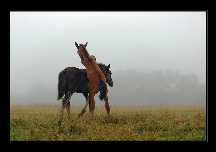 photo "Games" tags: misc., nature, 