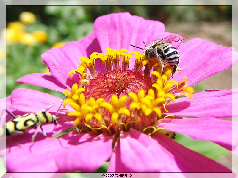 photo "... at the flower (1 of 3)" tags: macro and close-up, nature, insect