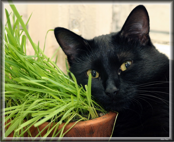 photo "You Thought Cat Don't Like Grass, Don't You? ;-)" tags: nature, humor, pets/farm animals