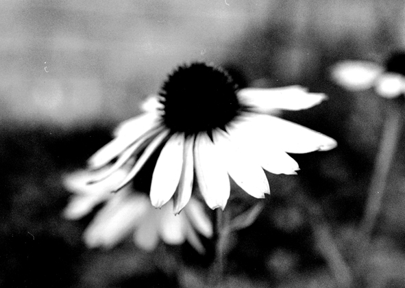 photo "Daisies" tags: nature, black&white, flowers