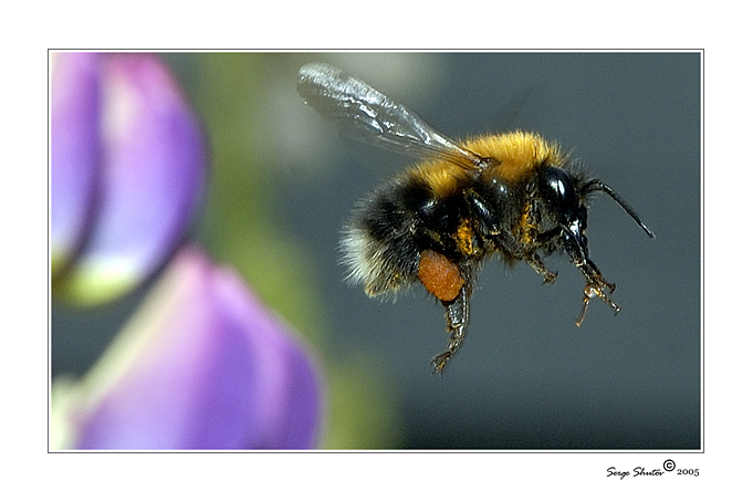 photo "The life of the bumblebee. With work - home." tags: nature, macro and close-up, insect