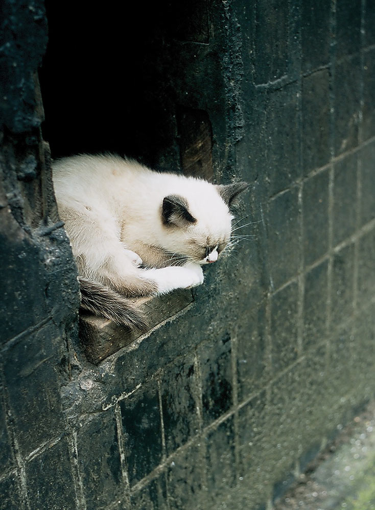 фото "Кошка" метки: природа, домашние животные