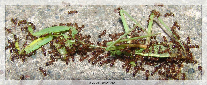 photo "добыча" tags: macro and close-up, nature, insect