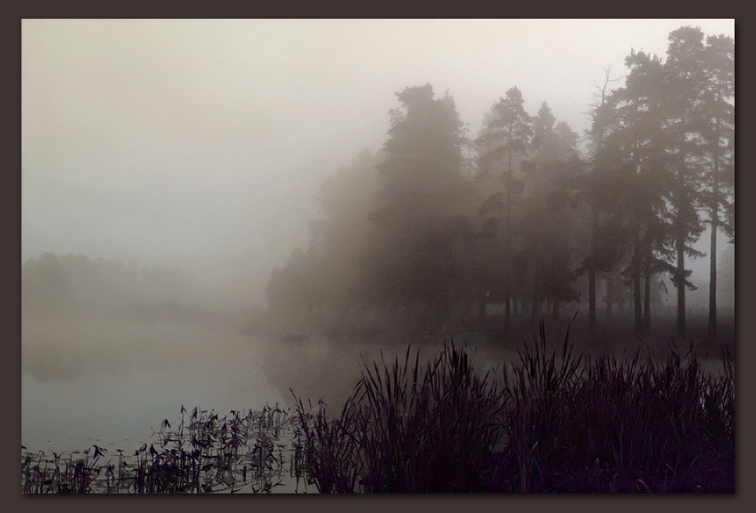 photo "Misty morning" tags: landscape, forest, water