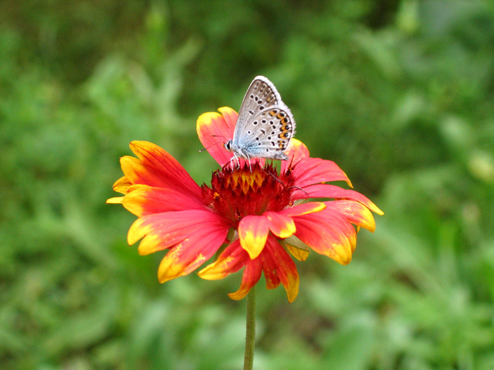 photo "on the flower..." tags: macro and close-up, 