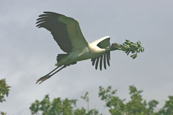 photo "nesting time" tags: misc., 