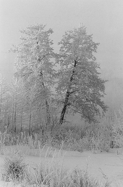 фото "не названное" метки: природа, черно-белые, 