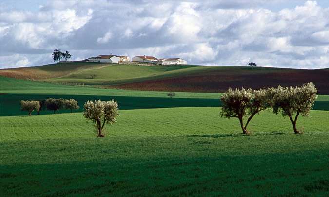 photo "Alentejo landscape" tags: landscape, winter