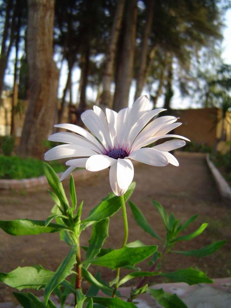 photo "Small and Proud" tags: nature, flowers