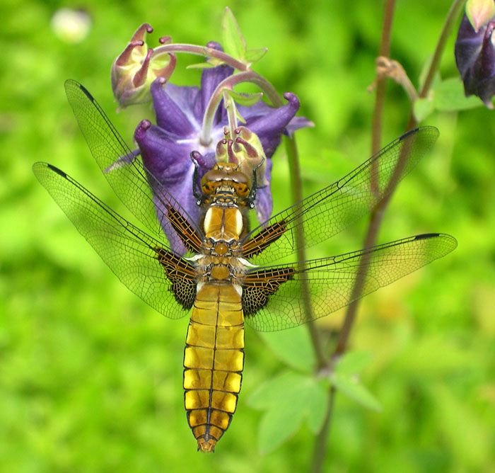 photo "Dragonfly #1" tags: nature, insect