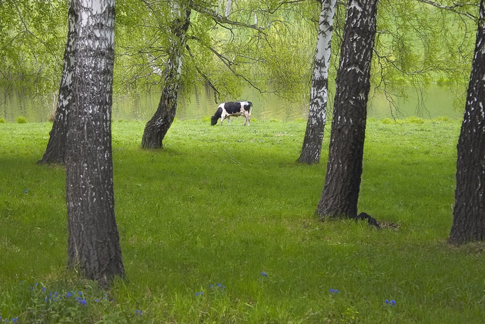 photo "cow" tags: landscape, summer