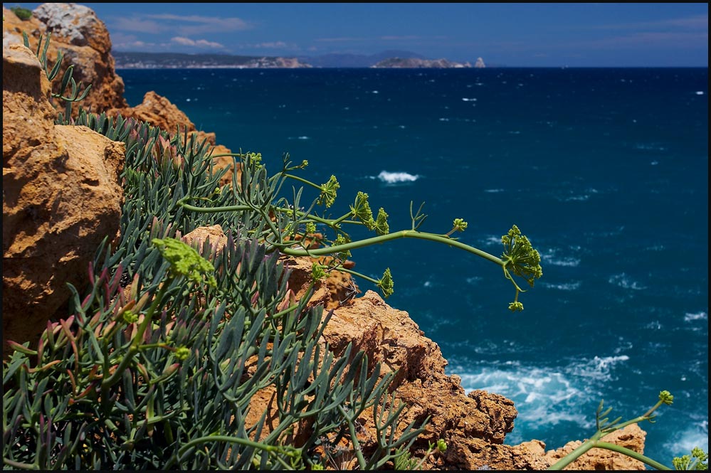 photo "Wild flowers at Wild coast (Costa Brava)" tags: travel, landscape, Europe, water