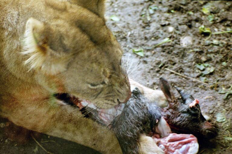 photo "Lion eating" tags: nature, wild animals