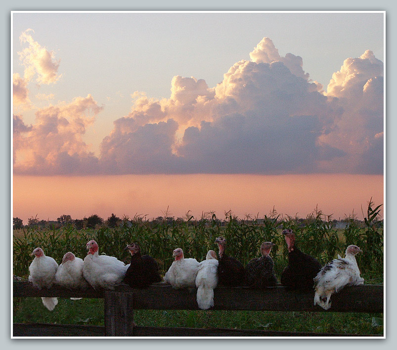 photo "***" tags: nature, pets/farm animals