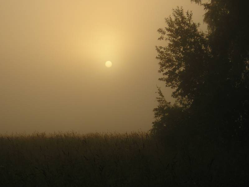 photo "*" tags: landscape, forest