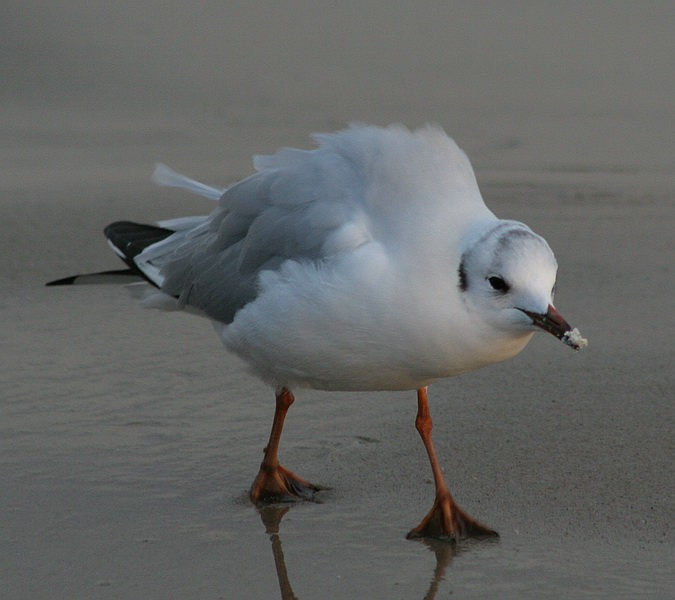 фото "Small Seagull" метки: природа, дикие животные